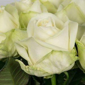 ROSE AVALANCHE Meijer PROMO 70